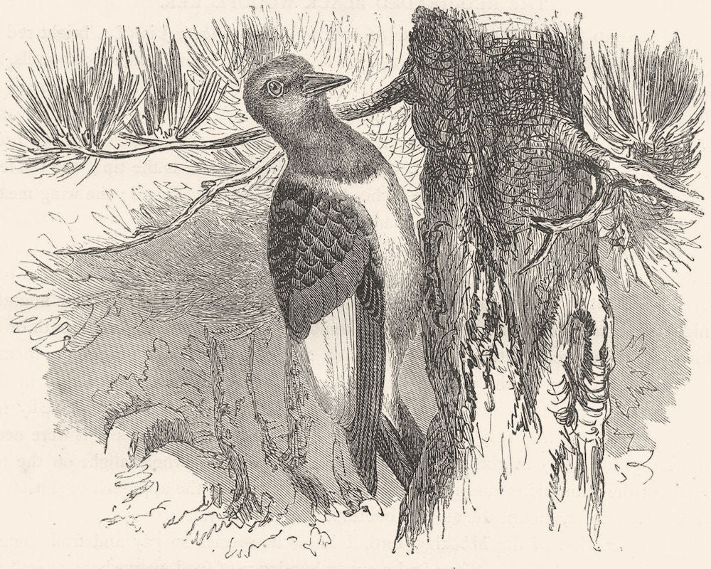 SEARCHER. Tree Climber. Red-headed Black Woodpecker c1870 old antique print